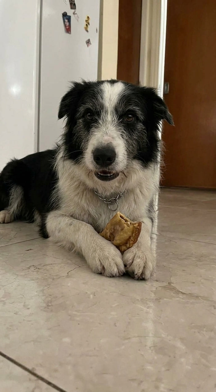 Foto de MIlo, 9 años