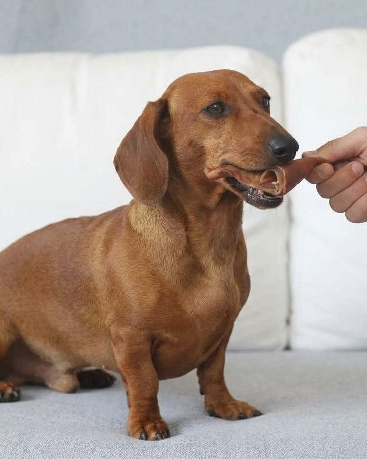 Perro recibiendo una oreja de cerdo