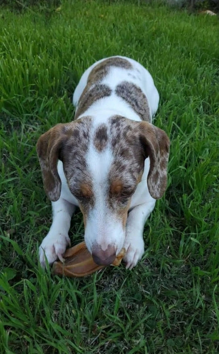 Foto de Max, 6 años